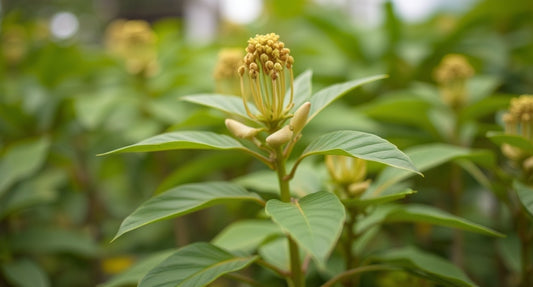 Ashwagandha: The Ancient Herb for Modern Wellness