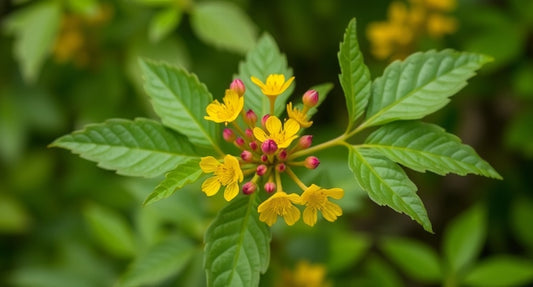 Berberine: Unlocking Nature’s Health Potential